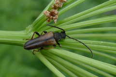 Acmaeops pratensis