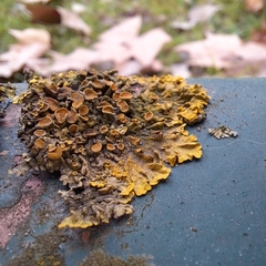 Xanthoria parietina