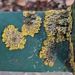 Xanthoria parietina