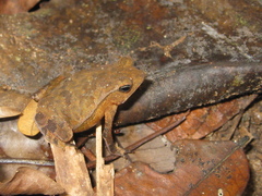 Rhinella castaneotica