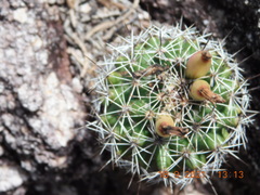 Coryphantha clavata