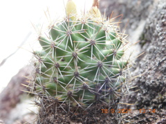 Coryphantha clavata