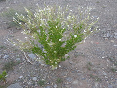 Nicotiana paa