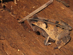Rhinella castaneotica
