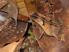 Rhinella castaneotica