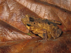 Rhinella castaneotica