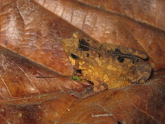 Rhinella castaneotica