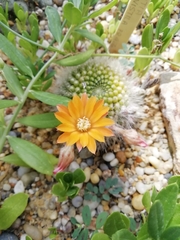 Rebutia
