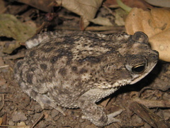 Rhinella major