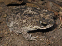Rhinella major