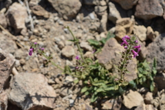 Stachys macraei