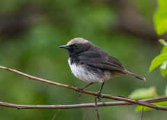 Oenanthe lugubris schalowi