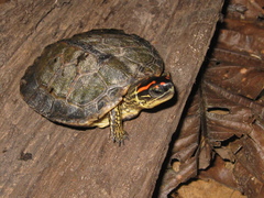 Rhinoclemmys punctularia