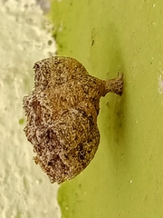 Mischocyttarus mexicanus