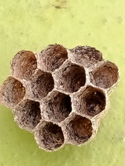 Mischocyttarus mexicanus