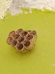 Mischocyttarus mexicanus