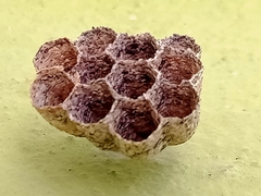 Mischocyttarus mexicanus