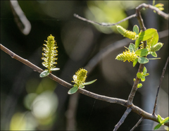 Salix caroliniana image
