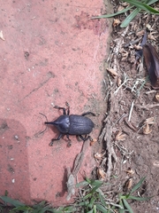 Homalinotus coriaceus