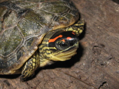 Rhinoclemmys punctularia