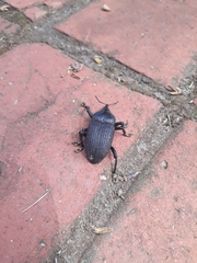 Homalinotus coriaceus