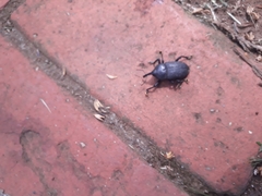 Homalinotus coriaceus