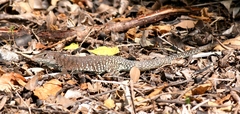 Pholidoscelis plei