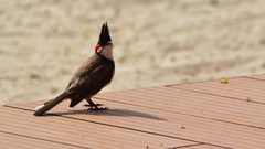 Pycnonotus jocosus