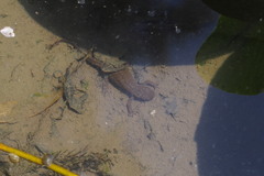Cynops pyrrhogaster