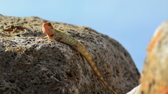 Calotes versicolor