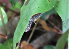 Napaea