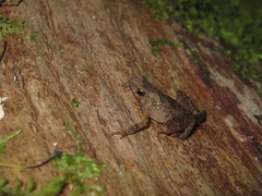 Amazophrynella xinguensis