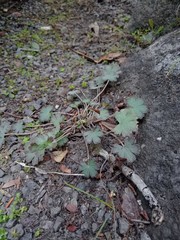 Geranium socolateum