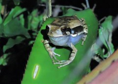 Gastrotheca pulchra