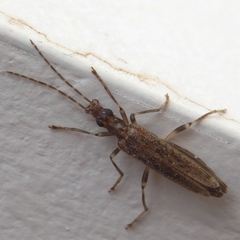 Oedemera marmorata