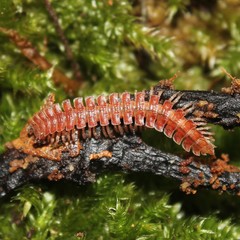 Polydesmus abchasius