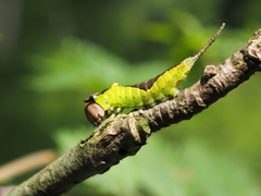Cerura
