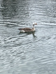 Anser anser × Branta canadensis