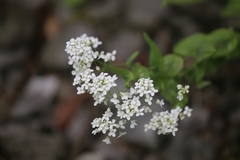 Peltaria alliacea