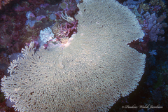 Acropora clathrata