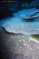 Acropora clathrata