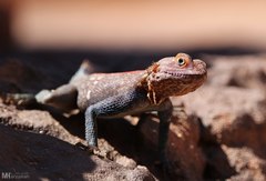 Agama tassiliensis