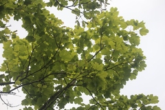 Acer opalus obtusatum