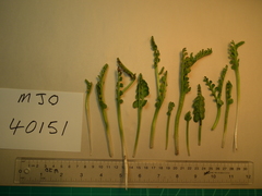 Botrychium neolunaria