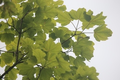 Acer opalus obtusatum