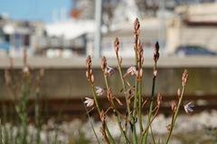 Asphodelus fistulosus