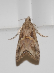 Euchromius cambridgei