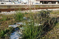 Asphodelus fistulosus