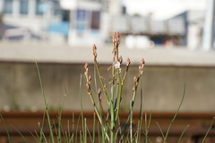 Asphodelus fistulosus