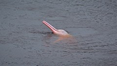 Inia geoffrensis boliviensis